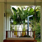 Premium Teak Wood Hanging Swing with Cushion | Indoor & Outdoor Porch Swing